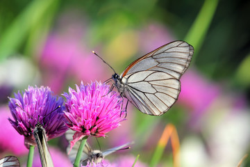 Fototapeta na wymiar Pieris butterflies (The large white) on a chive flowers