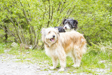 dogs along the mountain trail, yorkshire breed