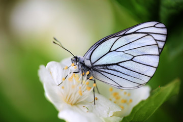 Pieris butterflies (The large white) on a Jasmine flower