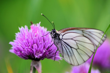Pieris butterflies (The large white) on a chive flowers