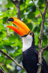 Toucan