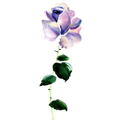 Violet Rose isolated on white background