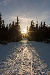 Snowmobile tracks heading into forest