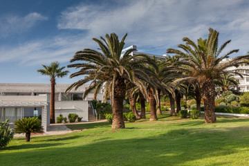 Obraz na płótnie Canvas Green meadow under palm trees