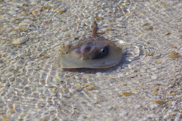 Horseshoe crab in shallow water
