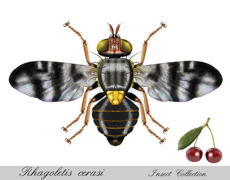rhagoletis cerasi, cherries pest