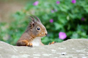 Naklejka na ściany i meble Eichhörnchen hinter einem Stein sitzend