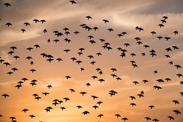 Silhouettes of flying birds
