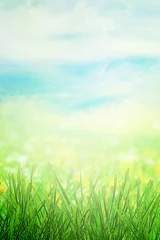 Washable Wallpaper Murals Spring Spring field in morning