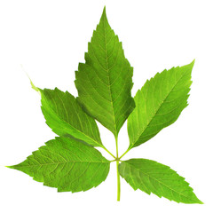 Fototapeta premium Branch leaves
