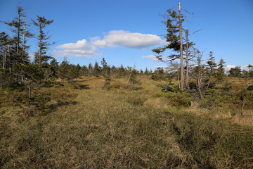 Moor area in the national park Harz