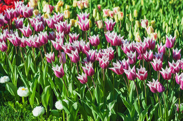 Violet tulips