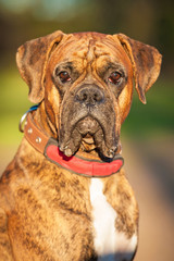 Fototapeta premium Portrait of boxer dog