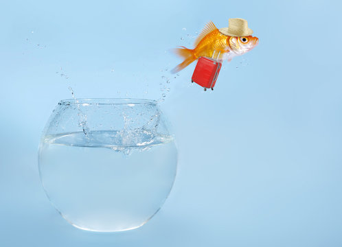 Goldfisch springt aus Glas
