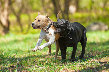 Two dogs playing in with a stick