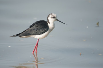 Black-winged stilt (common stilt, pied stilt, Himantopus himanto