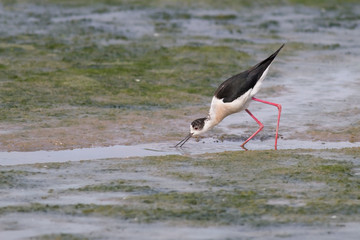 Fototapeta premium The lunch of the Black-winged stilt (common stilt, pied stilt,