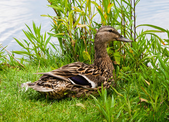 Smiling female mallard duck on grass