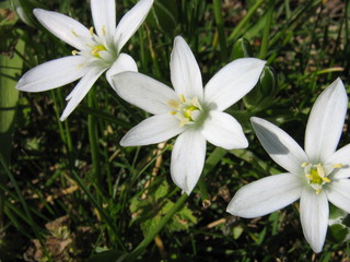 Fototapeta premium White Crocus