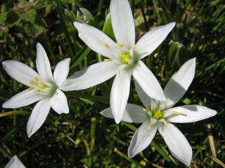 Obraz premium White Crocus