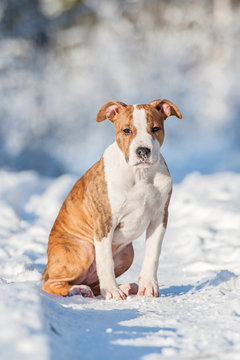 American staffordshire terrier puppy sitting outdoors in winter