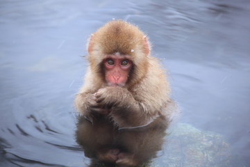 Child monkey in hot spring