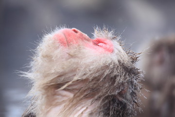 Snow monkey in hot spring