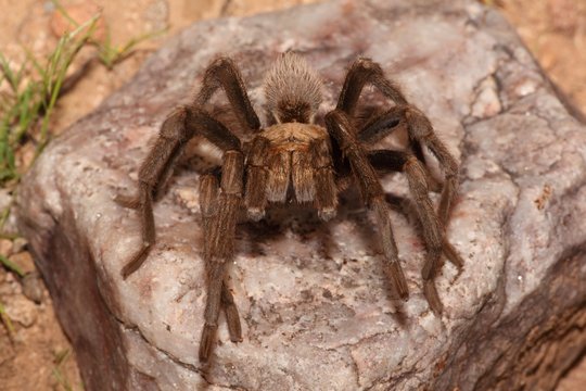 Desert Blonde Tarantula (Aphonopelma Chalcodes)