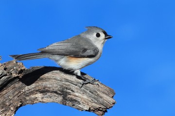 Titmouse (baeolophus bicolor) On A Stump