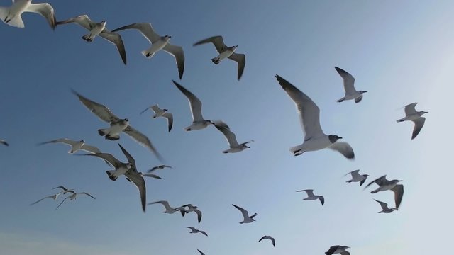Seagulls And Birds Flying In Group On Blue Sky Super Slow Motion