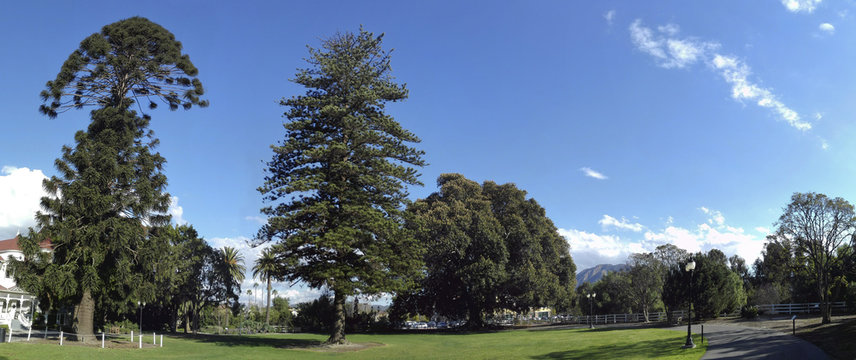 Bunya-Bunya, Norfolk Island Pines and Big Fig Trees