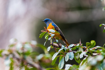 a colourful bird sitting on the branch