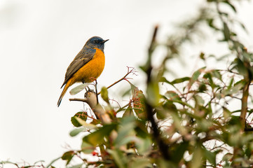 a colourful bird sitting on top of trees