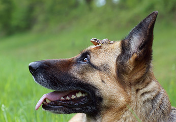 Froschkönigin