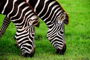 Two zebras eating grass