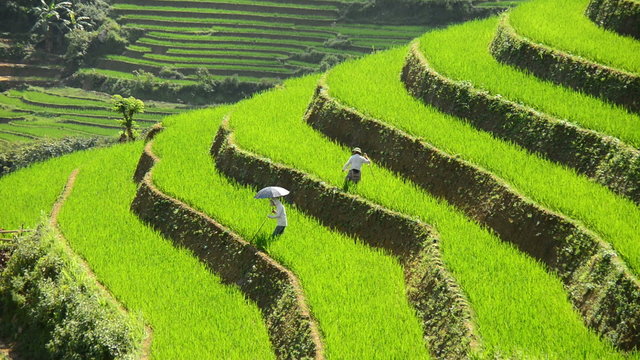 Workers Planting Rice in Scenic Rice Terraces - Northern Mountains Sapa Vietnam