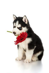 Cute husky puppy with flower