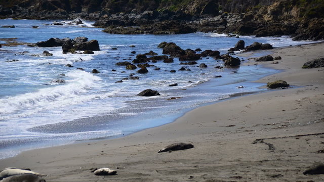 Elephant Seal Beach -  San Simeon California