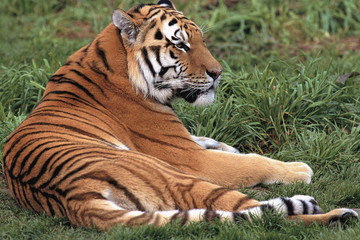 Parc des félins, tigre de Sibérie