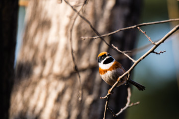 Colourful bird sitting on the branch