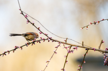 a bird sitting at the edge branch with flowers