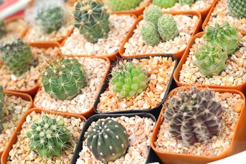 Close up of the cactus