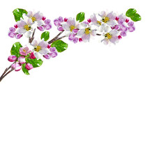 Fototapeta na wymiar branch of cherry blossoms isolated on white background.