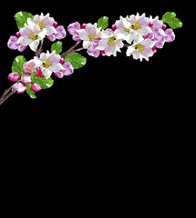 Flowering branch of cherry isolated on a black background