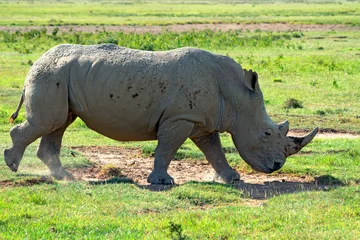 Foto op Plexiglas White rhino © Yakov