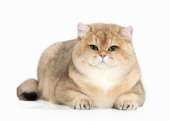 Cat. Golden british cat on white background