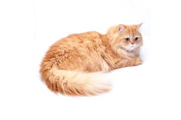 Persian cat on a white background.