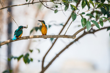 colourful birds watching each other with little fish in month