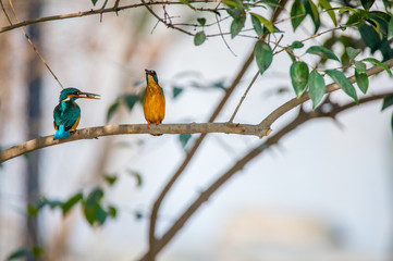 colourful birds watching each other with little fish in month