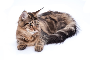 Maine coon cat, sitting and facing, isolated on white